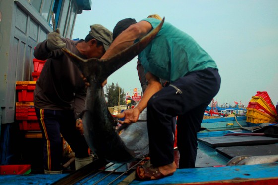 Trúng cá 'khủng' nhưng giá rẻ bèo, ngư dân Quảng Ngãi chịu lỗ  ảnh 3