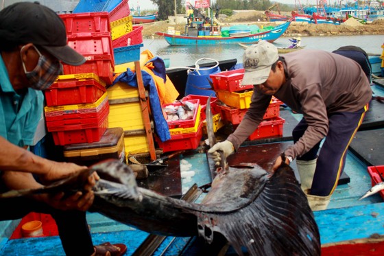 Trúng cá 'khủng' nhưng giá rẻ bèo, ngư dân Quảng Ngãi chịu lỗ  ảnh 1
