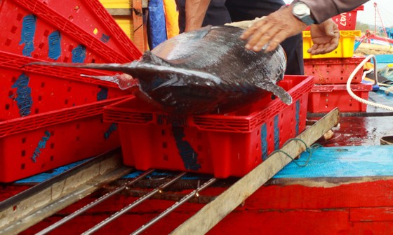 Trúng cá 'khủng' nhưng giá rẻ bèo, ngư dân Quảng Ngãi chịu lỗ  ảnh 8