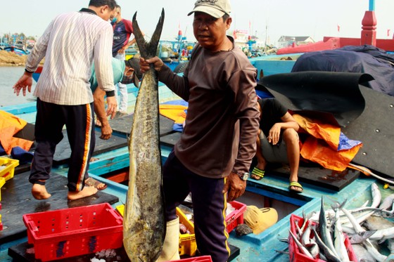 Trúng cá 'khủng' nhưng giá rẻ bèo, ngư dân Quảng Ngãi chịu lỗ ảnh 6