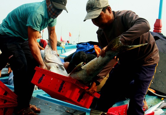 Trúng cá 'khủng' nhưng giá rẻ bèo, ngư dân Quảng Ngãi chịu lỗ  ảnh 5