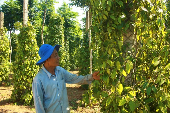 Lão nông 68 tuổi đào “giếng khủng” 1.000m2 chống hạn ảnh 6