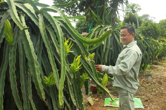 Nông dân Quảng Ngãi cải tiến thành công bộ tưới nước tự động 3 trong 1 ảnh 3
