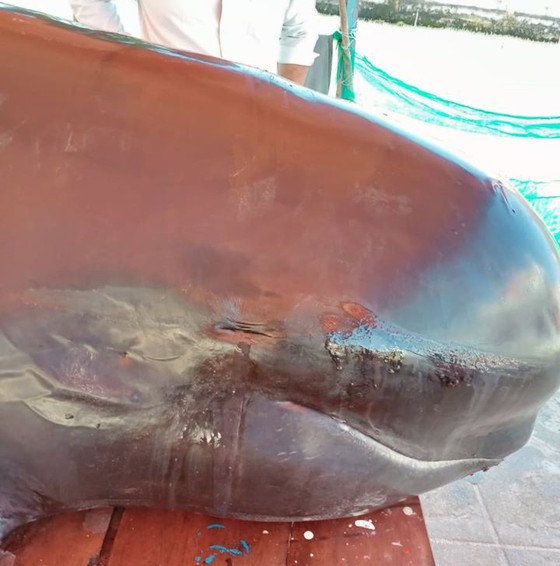 Quảng Ngãi: Cá heo dài 3m trôi vào đảo Lý Sơn ảnh 3