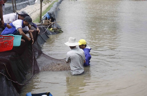 Hàng trăm hecta nông nghiệp và thủy sản tại Quảng Ngãi bị thiệt hại, lũ đang rút ảnh 5