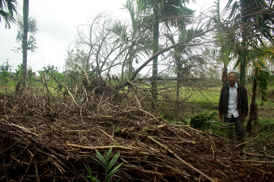 Quảng Ngãi: Nhiều nhà vườn trồng cây ăn trái bị thiệt hại nặng sau mưa bão ảnh 7