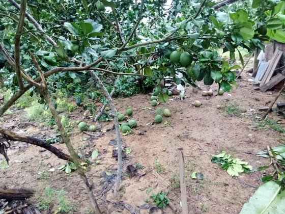 Quảng Ngãi: Nhiều nhà vườn trồng cây ăn trái bị thiệt hại nặng sau mưa bão ảnh 2