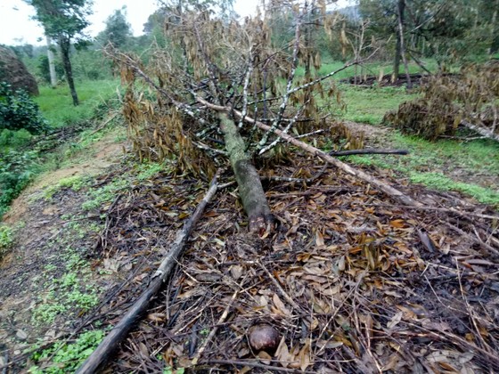 Quảng Ngãi: Nhiều nhà vườn trồng cây ăn trái bị thiệt hại nặng sau mưa bão ảnh 4