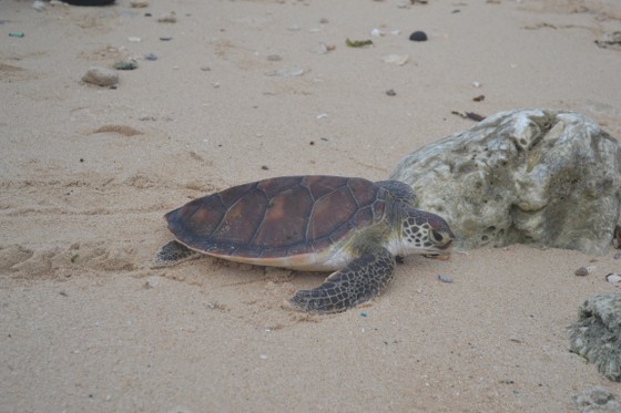 Quảng Ngãi phát triển bền vững các vùng đất ngập nước, bảo tồn rùa biển ảnh 2