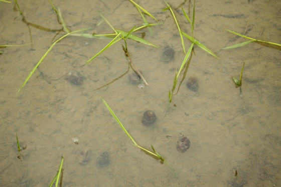 499 ha lúa đông xuân ở Quảng Ngãi bị ốc bươu vàng phá hoại ảnh 1