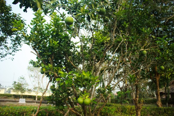 Tưởng niệm 53 năm Ngày 504 đồng bào Sơn Mỹ bị thảm sát ảnh 15