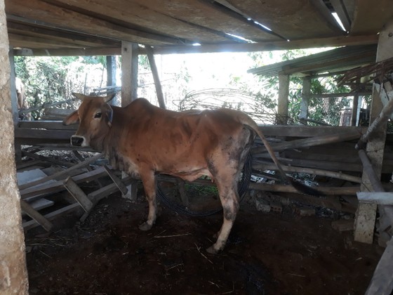 Bệnh viêm da nổi cục trên gia súc bùng phát ở Quảng Ngãi, thiệt hại trên 3 tỷ đồng ảnh 1
