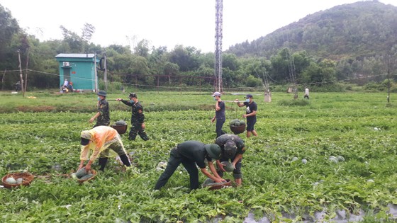 Quảng Ngãi: Hỗ trợ nông dân vùng phong tỏa tiêu thụ dưa hấu ảnh 1