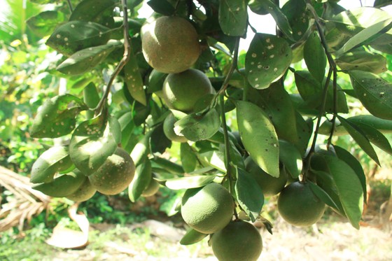 Mùa thu hoạch trái cây ở Quảng Ngãi ảnh 5