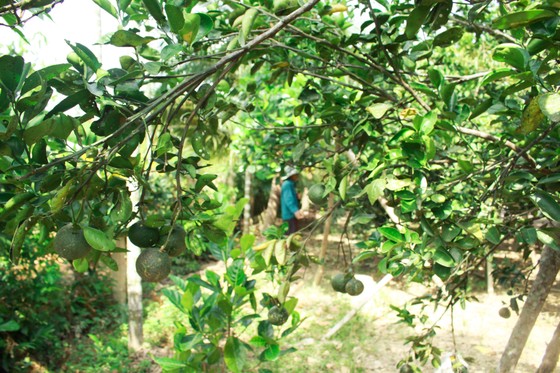 Mùa thu hoạch trái cây ở Quảng Ngãi ảnh 6