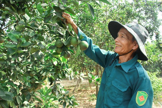 Mùa thu hoạch trái cây ở Quảng Ngãi ảnh 7