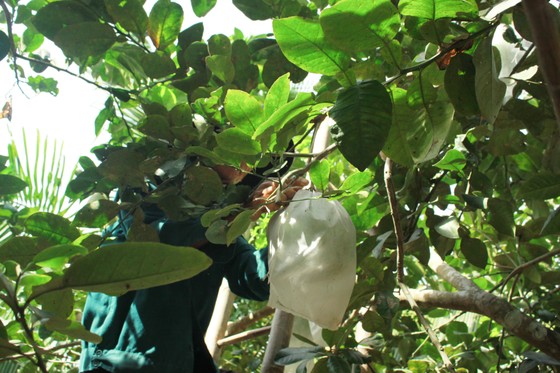 Mùa thu hoạch trái cây ở Quảng Ngãi ảnh 8
