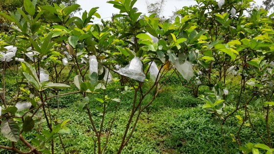 Mùa thu hoạch trái cây ở Quảng Ngãi ảnh 9