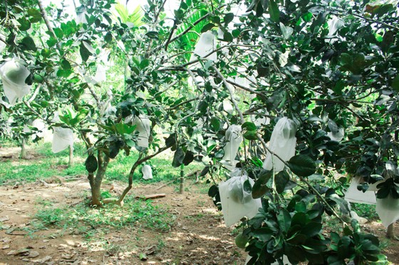 Mùa thu hoạch trái cây ở Quảng Ngãi ảnh 2