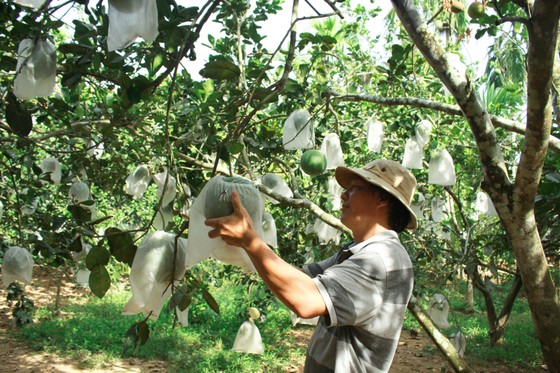 Mùa thu hoạch trái cây ở Quảng Ngãi ảnh 4