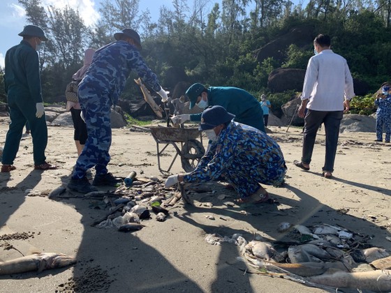 Quảng Ngãi: Chôn lấp hơn 5 tấn cá nuôi lồng bè bị chết sau bão số 5 ảnh 6