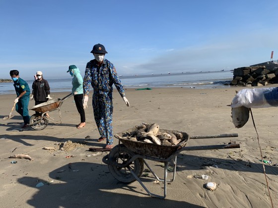 Quảng Ngãi: Chôn lấp hơn 5 tấn cá nuôi lồng bè bị chết sau bão số 5 ảnh 5