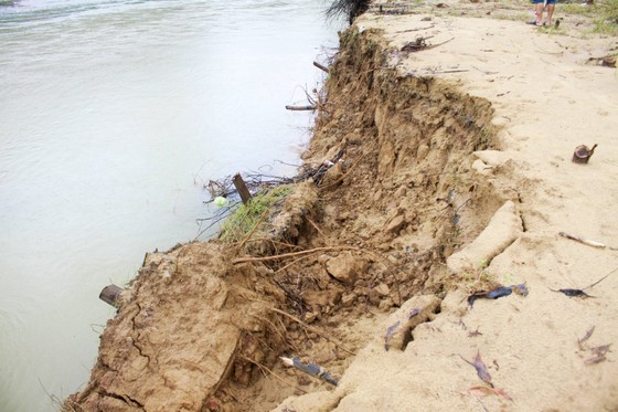 Quảng Ngãi: Sạt lở nghiêm trọng bờ sông Trà Bồng ảnh 7