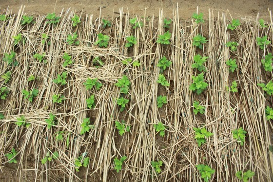 Người dân Quảng Ngãi tất bật xuống giống vụ hoa tết ảnh 8