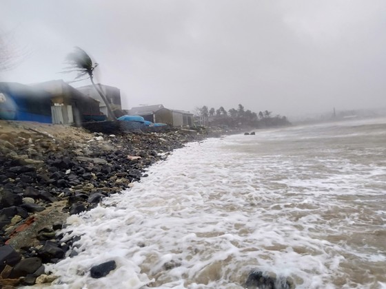 Quảng Ngãi: Tỏi Lý Sơn thiệt hại nặng do bão số 9 ảnh 1