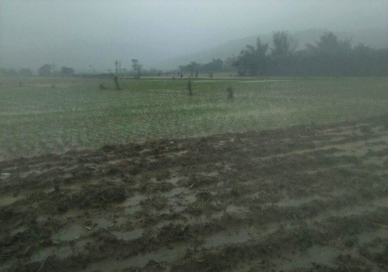 Quảng Ngãi: Mưa lớn, hàng ngàn hecta lúa mới sạ bị ngập úng nặng ảnh 2