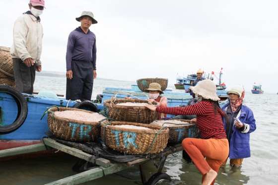 Ngư dân Quảng Ngãi trúng đậm mùa ruốc cuối năm ảnh 5