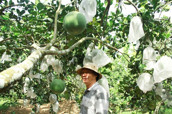 Quảng Ngãi: Người làm vườn phấn khởi vào mùa thu hoạch bưởi da xanh ảnh 6