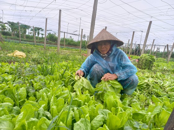 Ngư dân ùn ùn về cảng cá Quy Nhơn 'chạy bão' ảnh 17