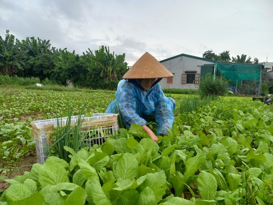 Ngư dân ùn ùn về cảng cá Quy Nhơn 'chạy bão' ảnh 10