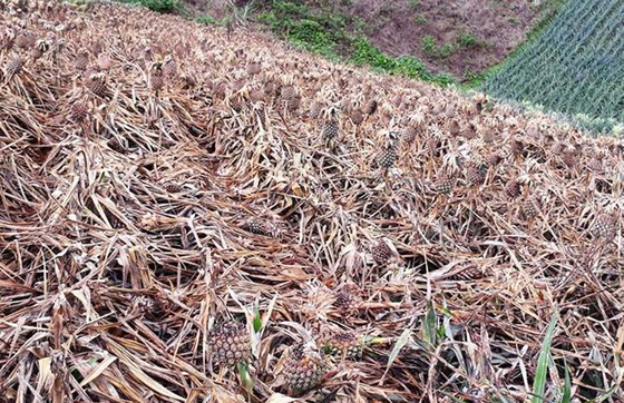 Khẩn trương điều tra vụ hủy hoại gần 4.000m² dứa ở Thanh Hóa ảnh 2