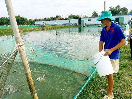 Tập trung sản xuất giống thủy sản ảnh 1