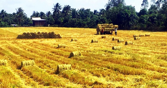 Đa dạng thị trường xuất khẩu gạo ảnh 1