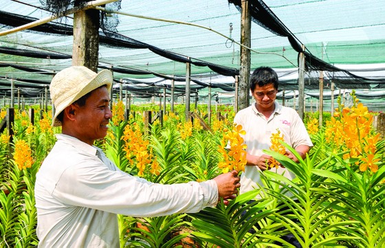 Sản phẩm nông nghiệp chủ lực khó tìm đầu ra ảnh 1