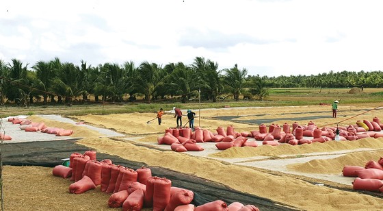 Kỳ vọng vụ lúa thu đông ảnh 1