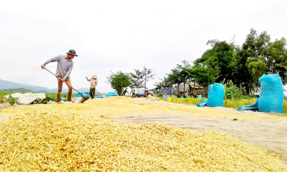Giảm diện tích trồng lúa, tăng chất lượng hạt gạo ảnh 1