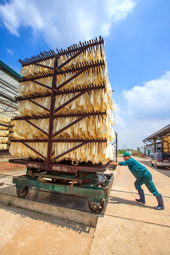 Nâng cao giá trị cây cao su ảnh 5