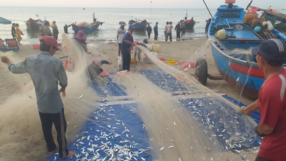 Mùa lưới cá trích ở thành phố biển Vũng Tàu ảnh 7