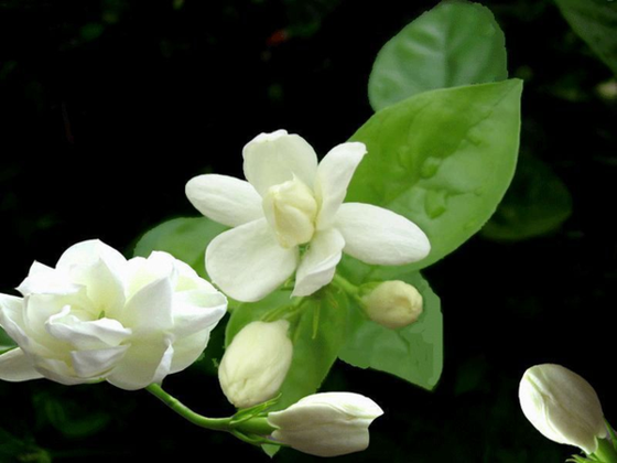 這9種花泡茶入菜也養生 ảnh 2
