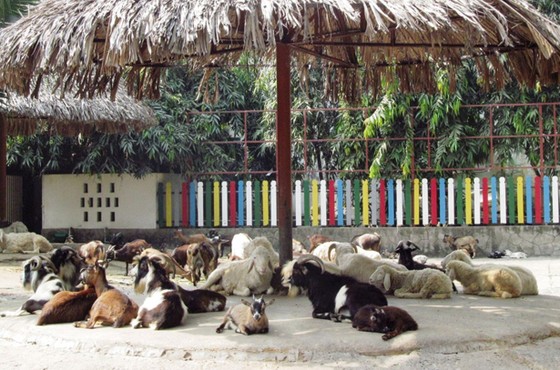 西貢動物園 —— 市民假日好去處 ảnh 1
