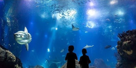世界１１個巨大而神奇的水族館（上） ảnh 4