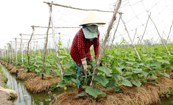 Thủ tướng Nguyễn Xuân Phúc gợi mở nhiều vấn đề phát triển bền vững ĐBSCL ảnh 3