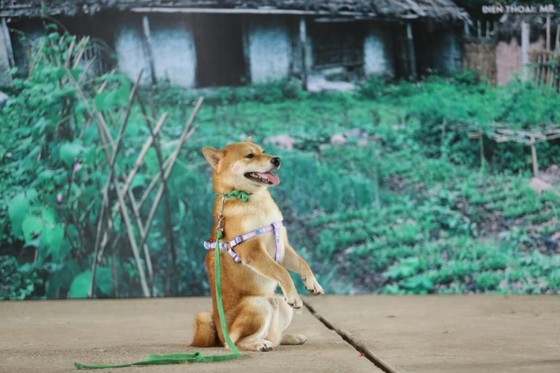 Tìm được 'diễn viên 4 chân' cho dự án điện ảnh Cậu Vàng ảnh 1