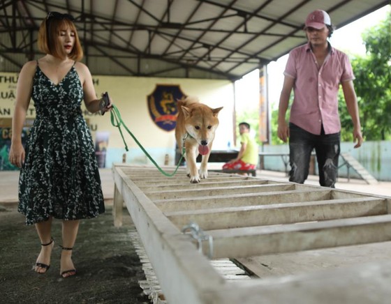 Tìm được 'diễn viên 4 chân' cho dự án điện ảnh Cậu Vàng ảnh 3