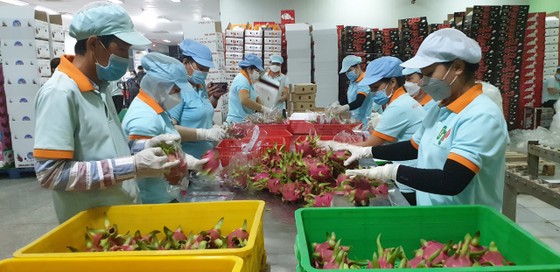 Tìm cách tiêu thụ 30.000 tấn thanh long Châu Thành ảnh 2