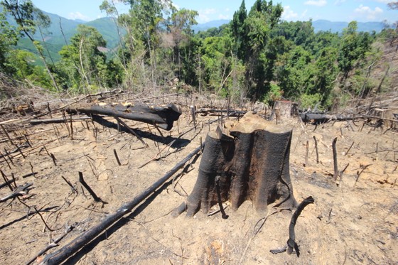 Buông lỏng quản lý, cả trăm ha rừng ở Quảng Nam bị tàn phá ảnh 2